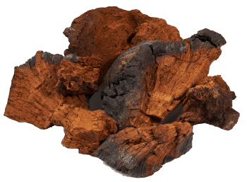 Chaga-paddestoel