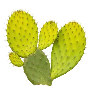 Extract van cactussteel (nopal) 10:1