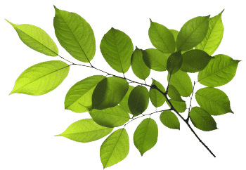 Japanse duizendknoopextract