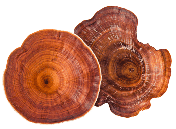 Reishi-paddenstoel