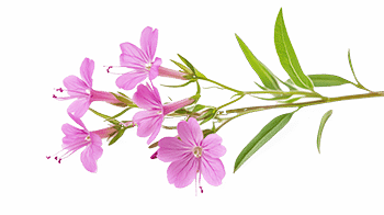 Extract van gewone wilg